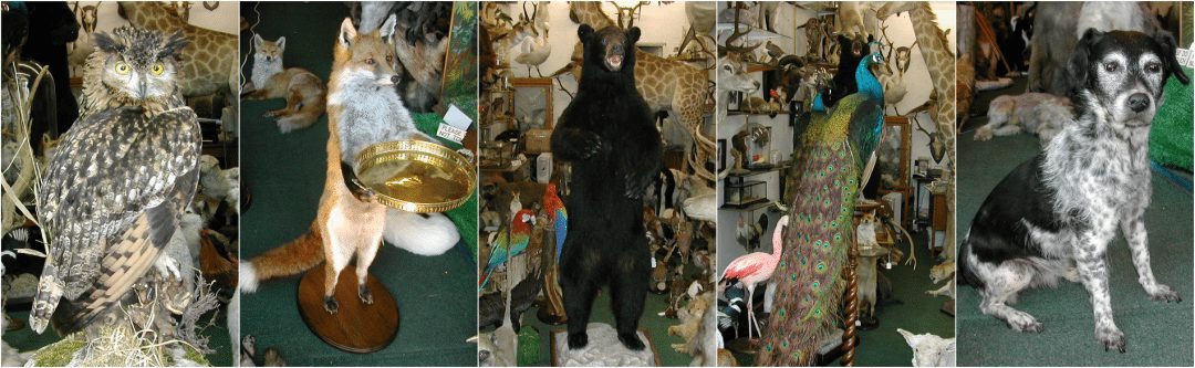 Taxidermy Specialists London