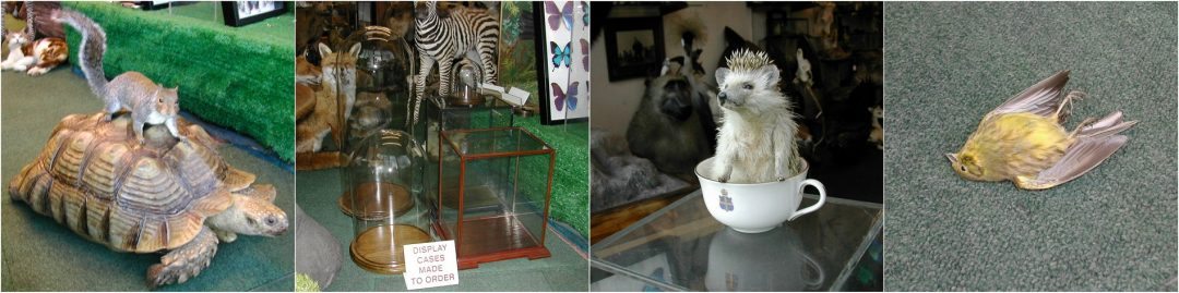 Taxidermy Services Taxidermy Services
